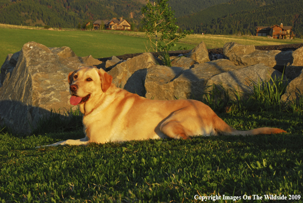 Yellow Labrador Retriever