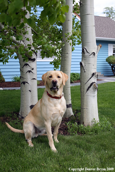 Yellow Labrador Retriever in yard