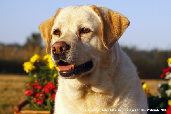 Yellow Labrador Retriever 