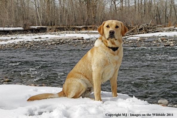 Yellow Labrador Retriever 