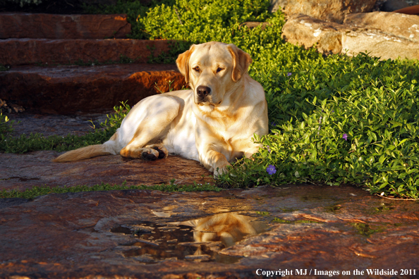 Yellow Labrador Retriever.