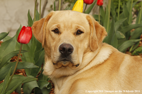 Yellow Labrador Retriever.