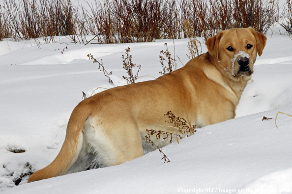 Yellow Labrador Retriever in winter. 