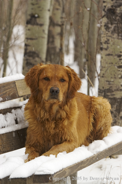 Golden Retriever on snow-covered bench.