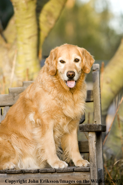 Golden Retriever 