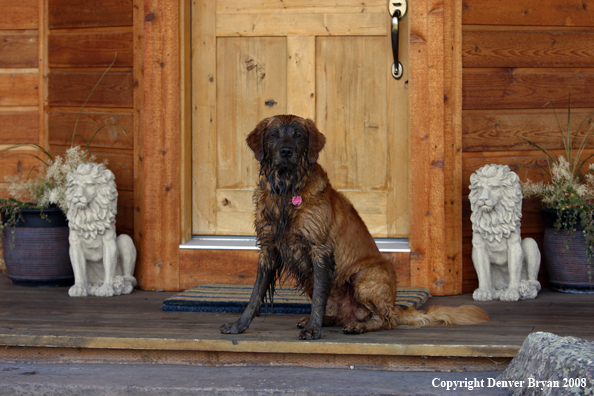 Dirty Golden Retriever