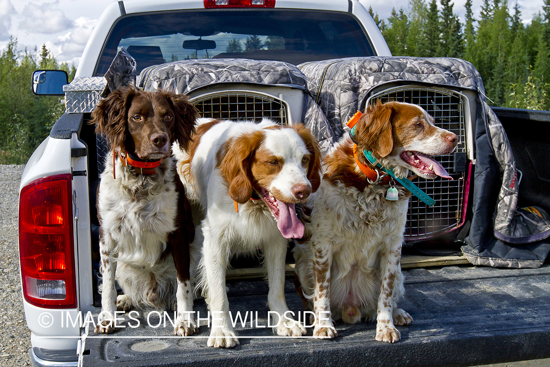 Brittany Spaniels in bed of truck.