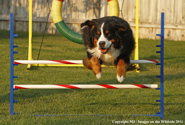Bernese Mountain Dog running agility course. 
