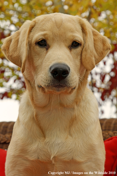 Yellow Labrador Retriever Puppy