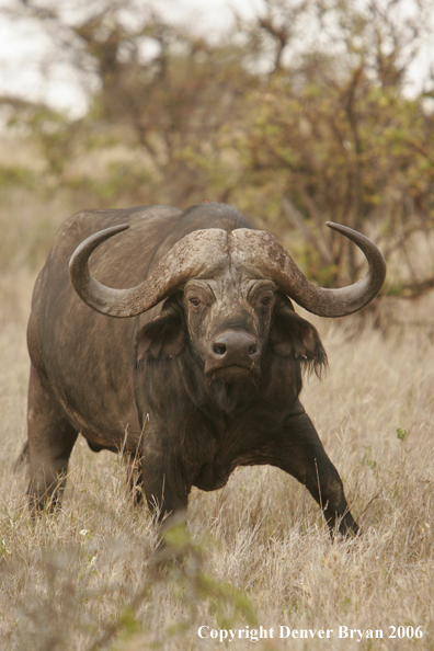 African Cape Buffalo