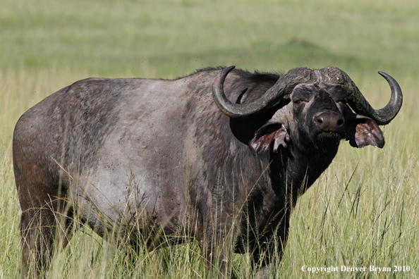 Cape buffalo bull.