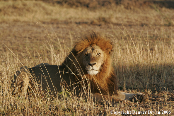 African lion watching intently