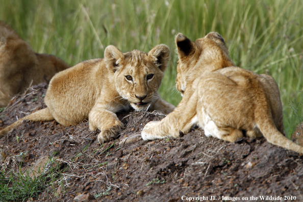 African Lion Cubs 