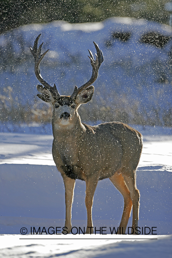 Mule deer in habitat.