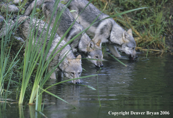 Grey wolf pups at river bank.