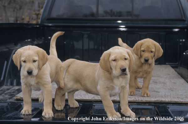 Yellow Labrador Retriever puppies