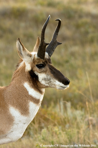 Pronghorn Antelope in habitat. 
