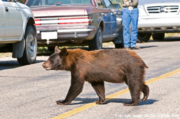 Black Bear Crossing the Road