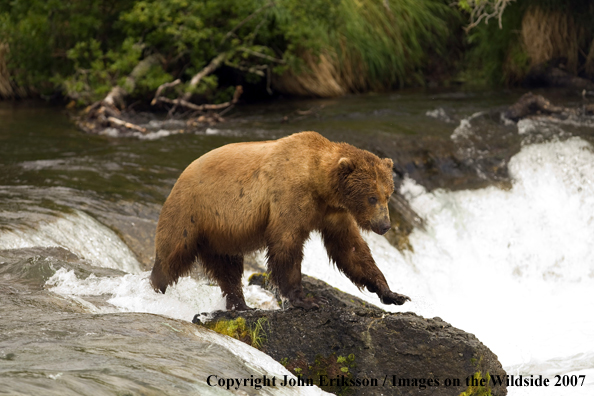 Brown bear 
