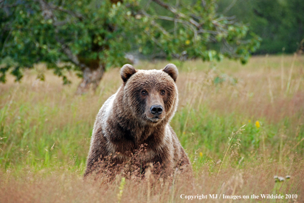 Brown Bear in habitat