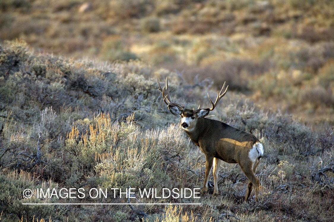 Mule deer 