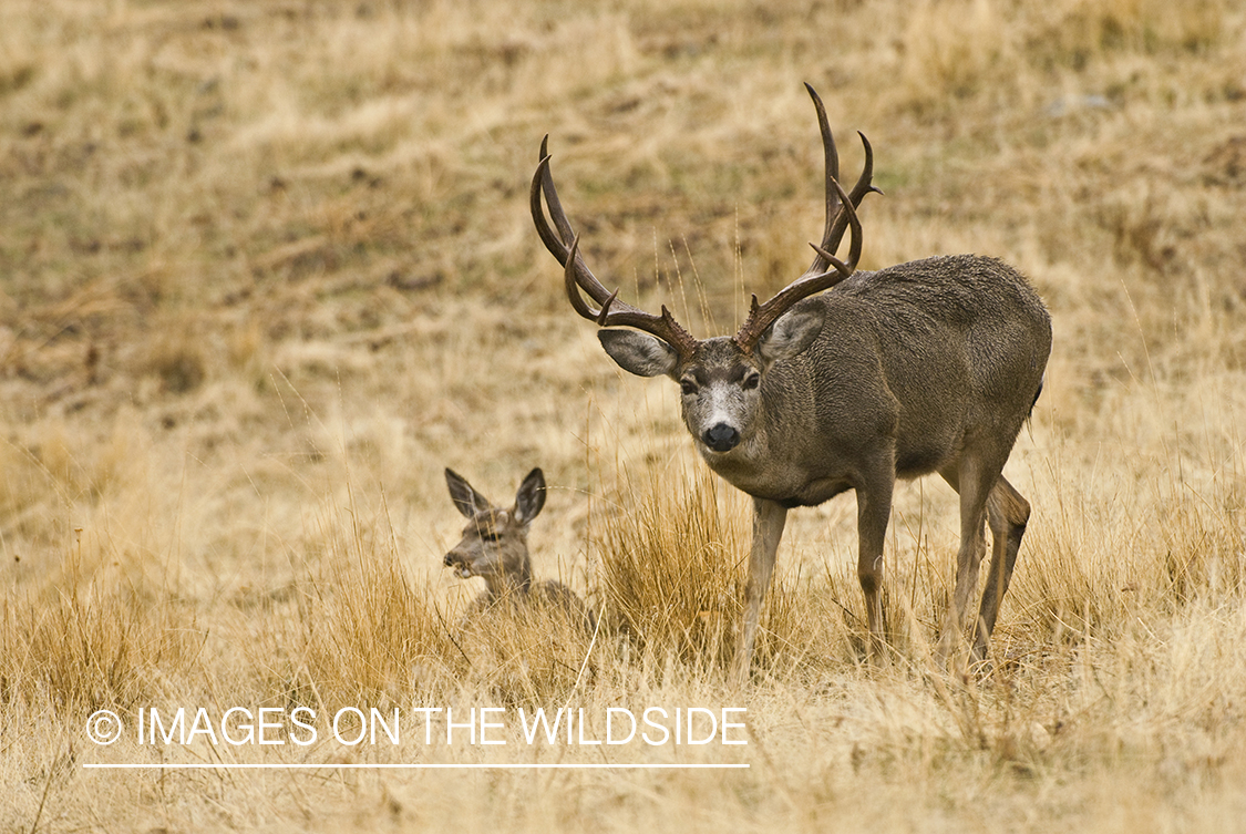 Mule deer 