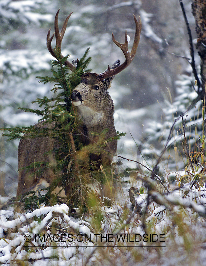Mule deer 