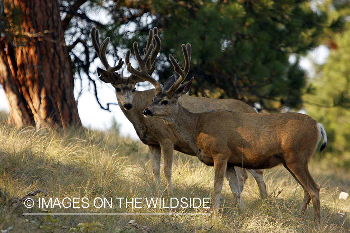 Mule Deer in Habitat