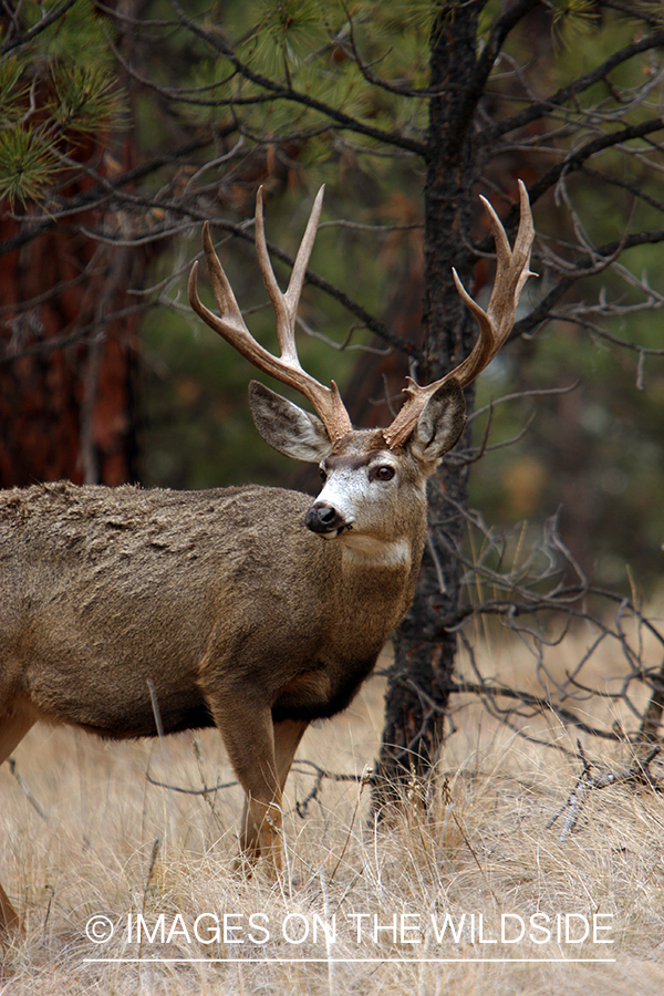 Mule Buck in Field