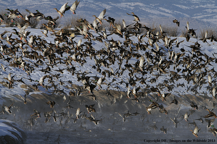 Mallards taking flight.