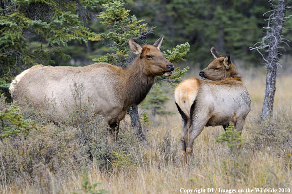 Rocky Mountain Elk