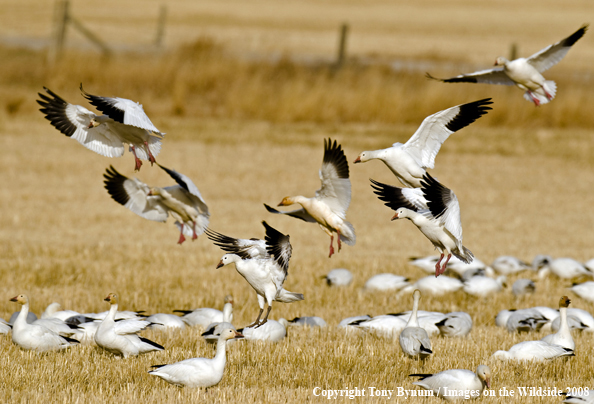 Snow Geese landing in habitat
