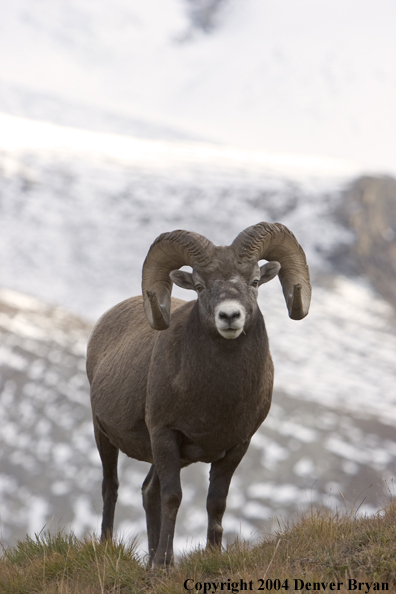 Rocky Mountain bighorn sheep (ram).
