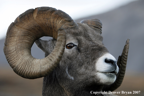 Rocky Mountain Bighorn Sheep
