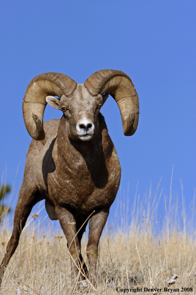 Rocky Mountain Big Horn Sheep