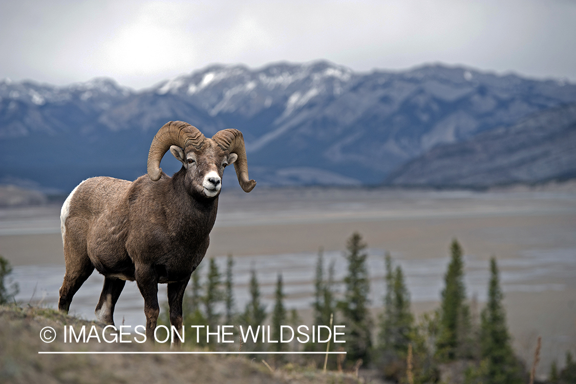 Bighorn sheep in habitat.