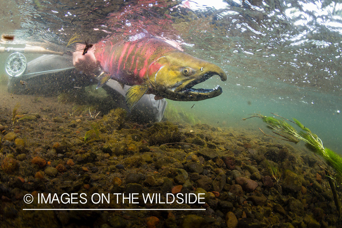 Flyfisherman with cherry salmon in Sedanka river in Kamchatka Peninsula, Russia.