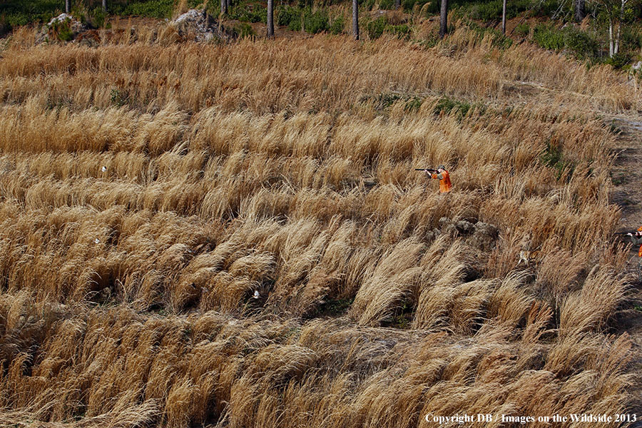 Bobwhite quail hunters shooting at flushed quail.