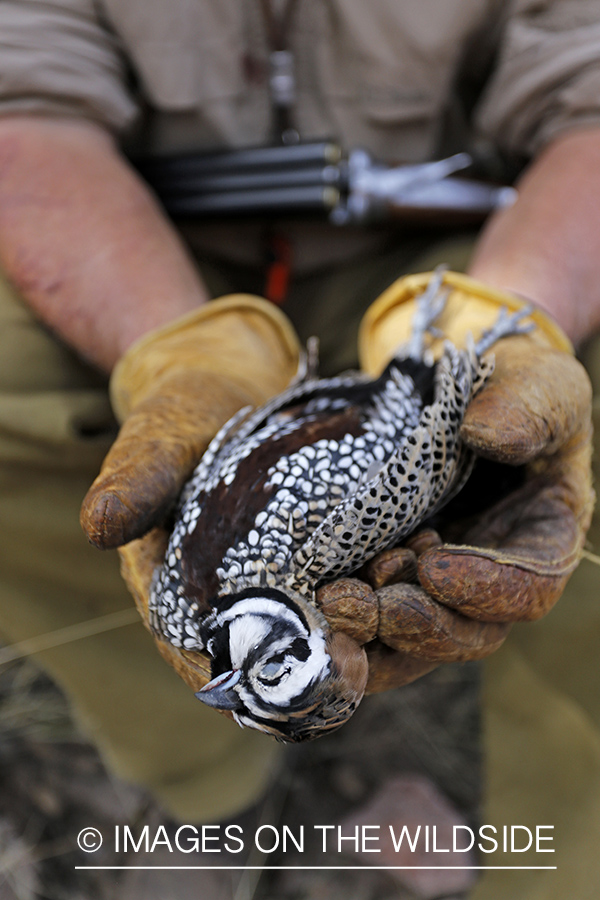 Hunter holding Mearns quail.