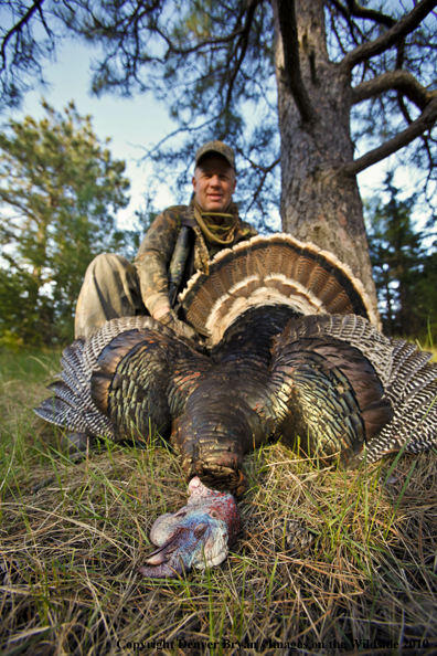 Hunter with bagged (Merriam's) turkey