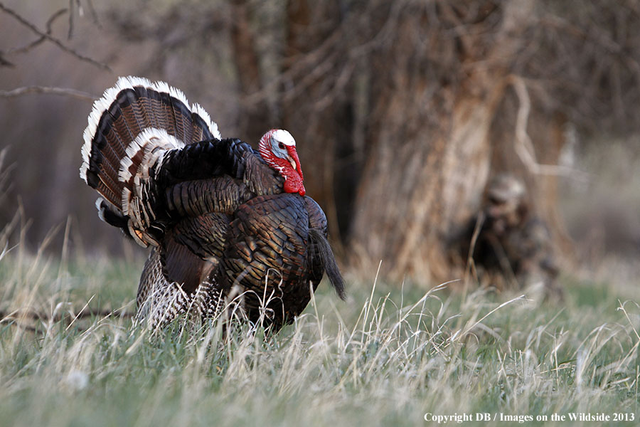 Turkey hunter shooting at gobbler.