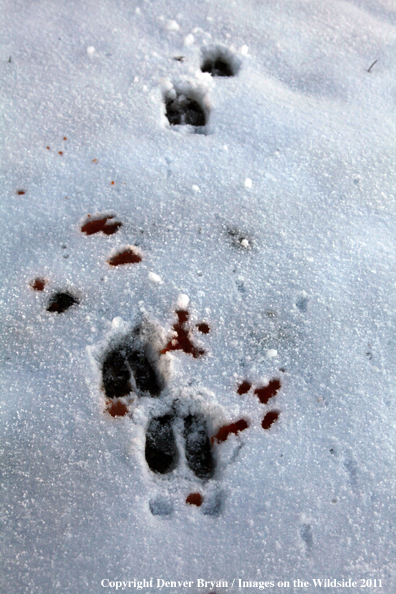 Deer tracks with blood trail