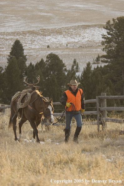 Deer hunter packing out bagged white-tailed buck.