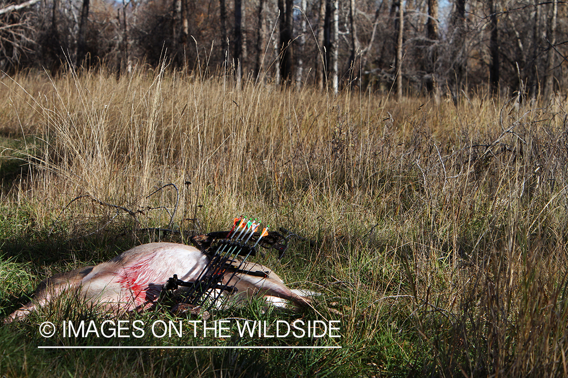 Bagged white-tailed deer with bow and arrows if field. 