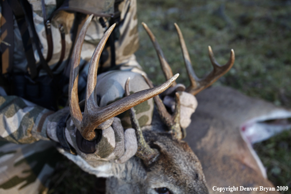 Bowhunter with bagged whitetail buck.