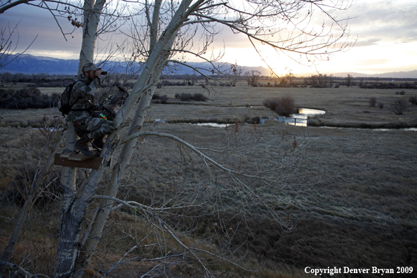 Bowhunter glassing the area of tree stand.