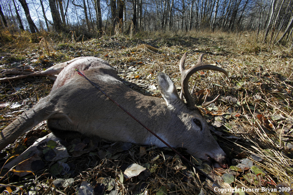 Hunter-killed whitetail buck.