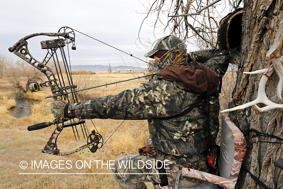 Bowhunter taking aim from tree stand.