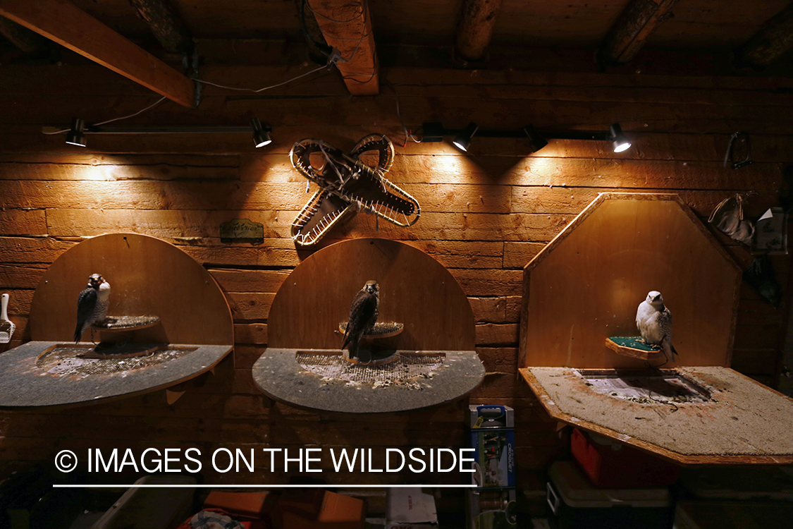 Gyr falcons perched on mews.