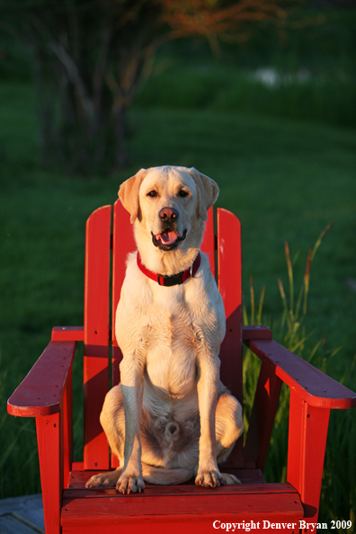 Yellow Labrador Retriever in chair